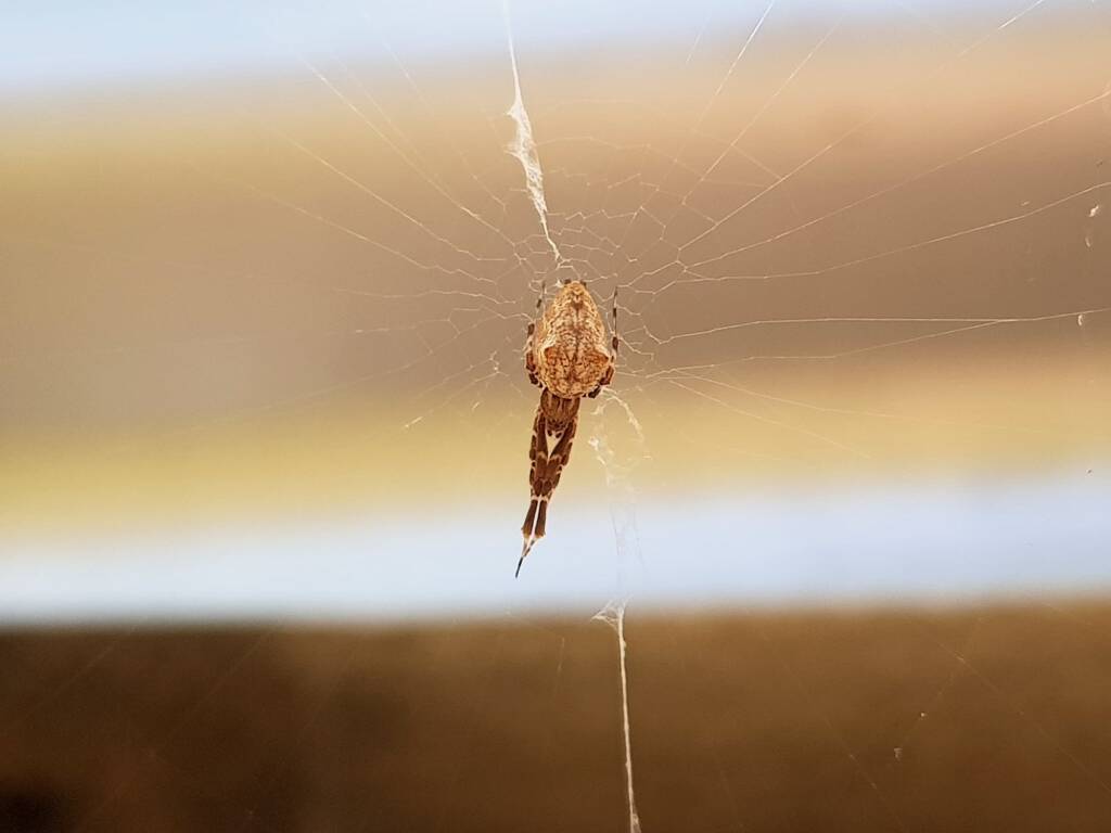 Cribellate Orb Weaver (family Uloboridae), Alice Springs NT