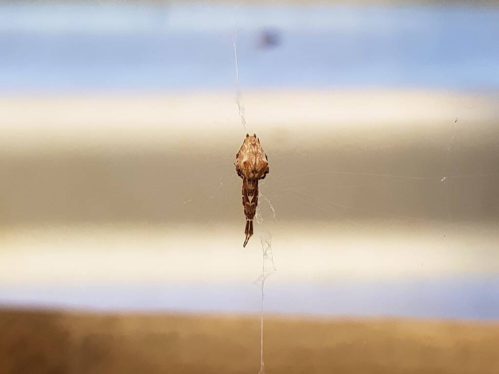 Cribellate Orb Weaver (family Uloboridae), Alice Springs NT