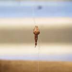 Cribellate Orb Weaver (family Uloboridae), Alice Springs NT