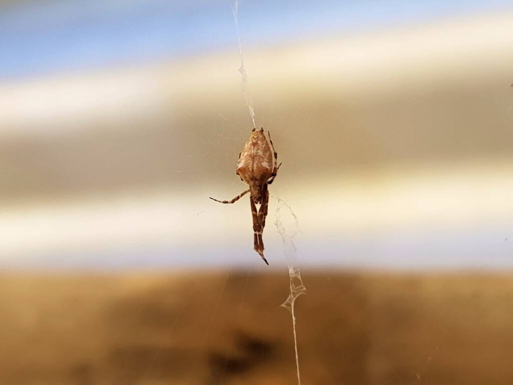 Cribellate Orb Weaver (family Uloboridae), Alice Springs NT