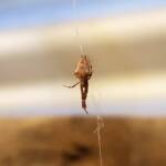 Cribellate Orb Weaver (family Uloboridae), Alice Springs NT