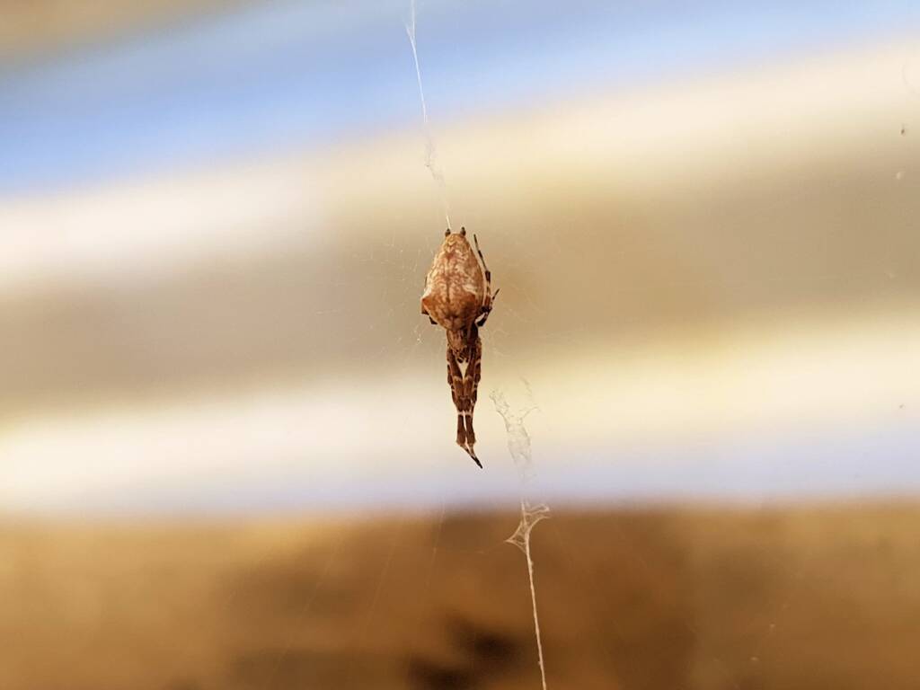 Cribellate Orb Weaver (family Uloboridae), Alice Springs NT