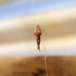 Cribellate Orb Weaver (family Uloboridae), Alice Springs NT