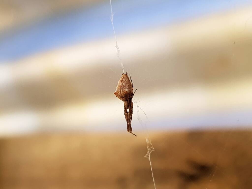 Cribellate Orb Weaver (family Uloboridae), Alice Springs NT