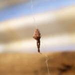 Cribellate Orb Weaver (family Uloboridae), Alice Springs NT