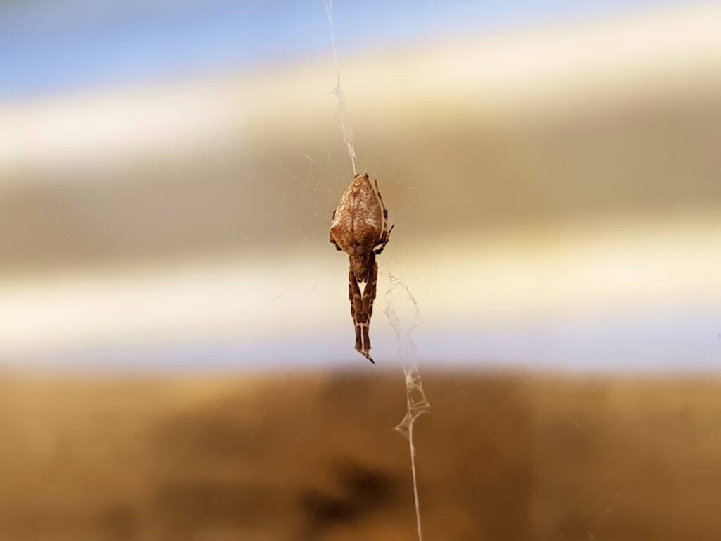 Cribellate Orb Weaver (family Uloboridae), Alice Springs NT