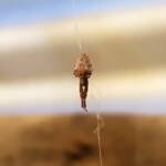 Cribellate Orb Weaver (family Uloboridae), Alice Springs NT