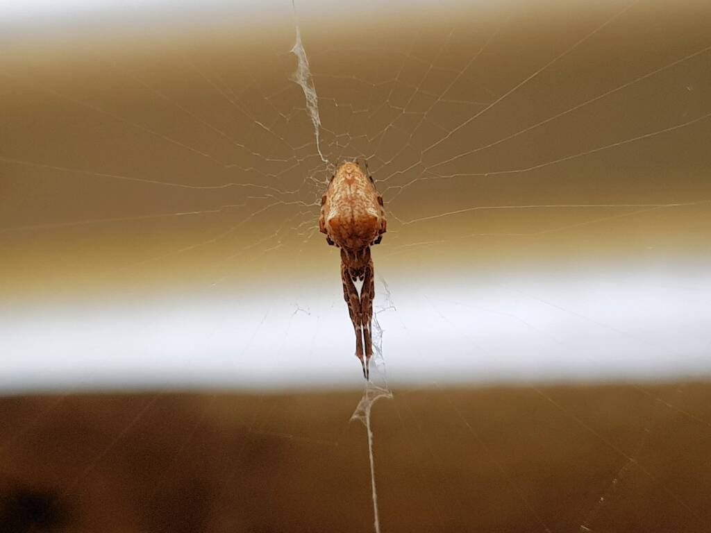 Cribellate Orb Weaver (family Uloboridae), Alice Springs NT