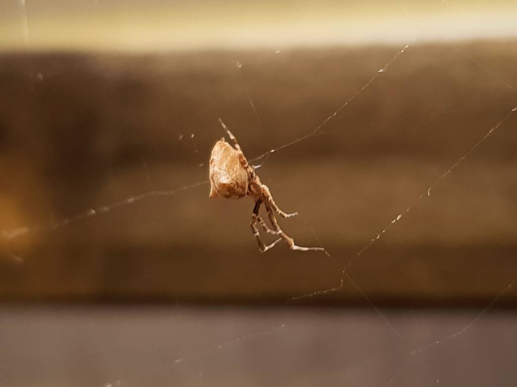Cribellate Orb Weaver (family Uloboridae), Alice Springs NT