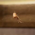 Cribellate Orb Weaver (family Uloboridae), Alice Springs NT
