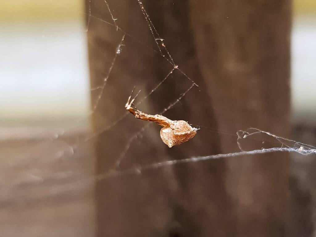 Cribellate Orb Weaver (family Uloboridae), Alice Springs NT