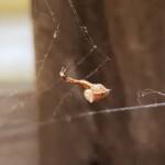 Cribellate Orb Weaver (family Uloboridae), Alice Springs NT