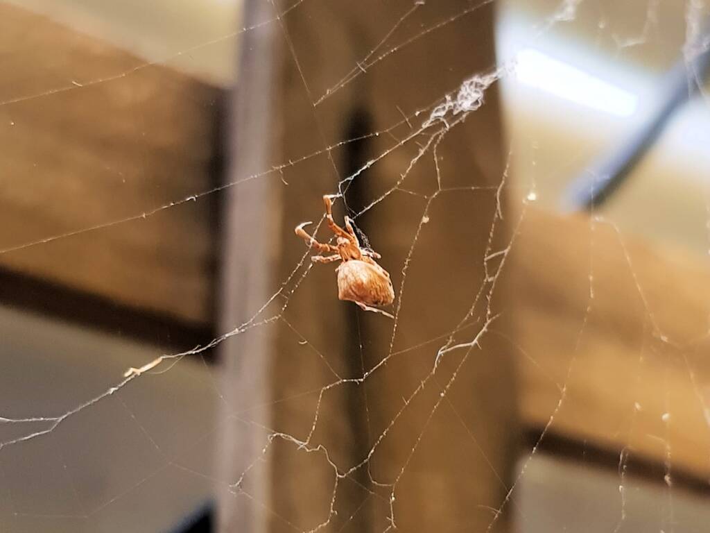 Cribellate Orb Weaver (family Uloboridae), Alice Springs NT