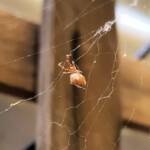 Cribellate Orb Weaver (family Uloboridae), Alice Springs NT