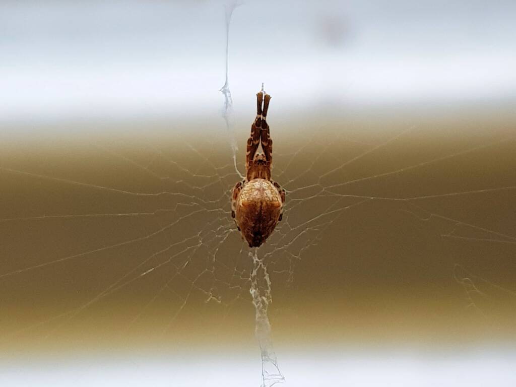 Cribellate Orb Weaver (family Uloboridae), Alice Springs NT