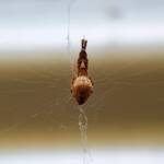 Cribellate Orb Weaver (family Uloboridae), Alice Springs NT