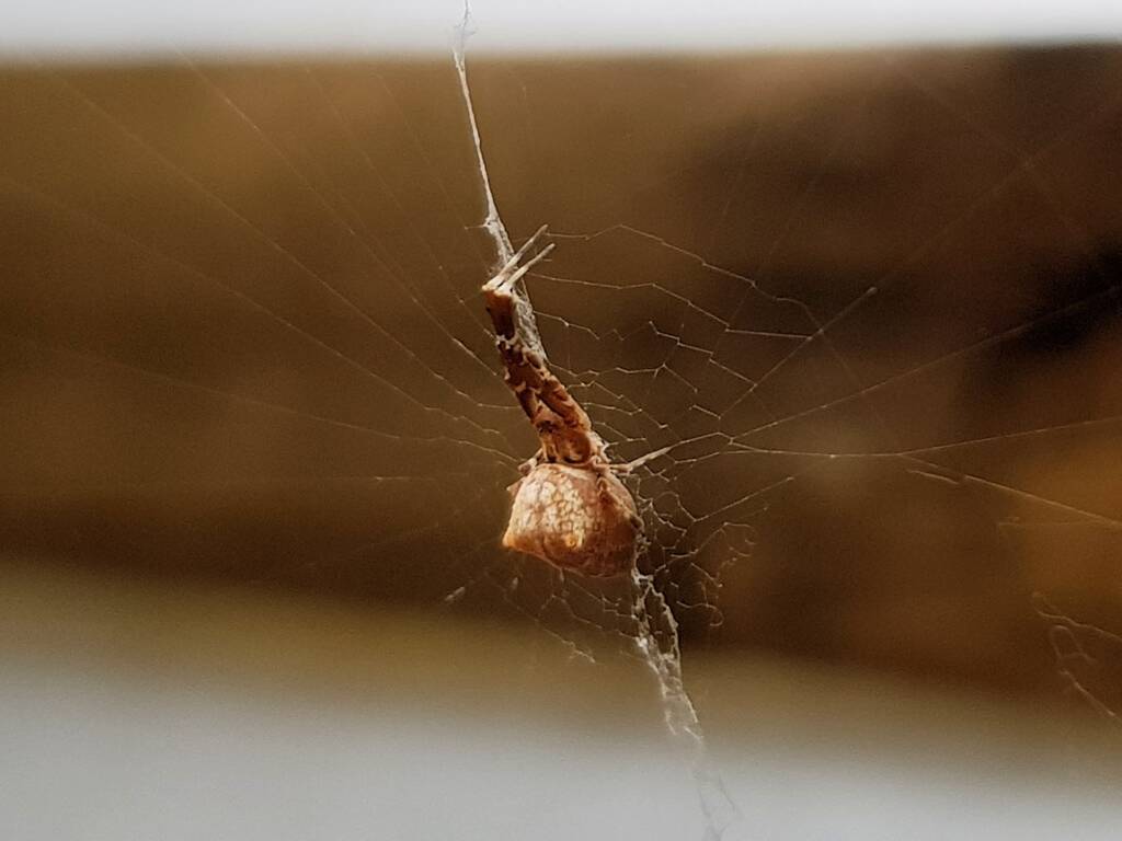 Cribellate Orb Weaver (family Uloboridae), Alice Springs NT