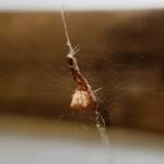 Cribellate Orb Weaver (family Uloboridae), Alice Springs NT