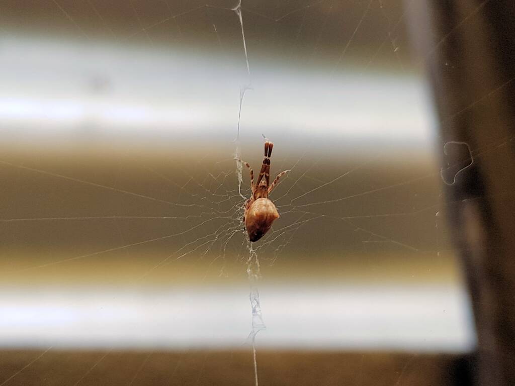 Cribellate Orb Weaver (family Uloboridae), Alice Springs NT