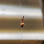Cribellate Orb Weaver (family Uloboridae), Alice Springs NT