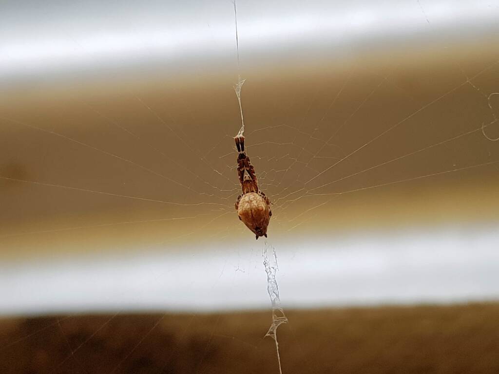 Cribellate Orb Weaver (family Uloboridae), Alice Springs NT