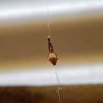 Cribellate Orb Weaver (family Uloboridae), Alice Springs NT