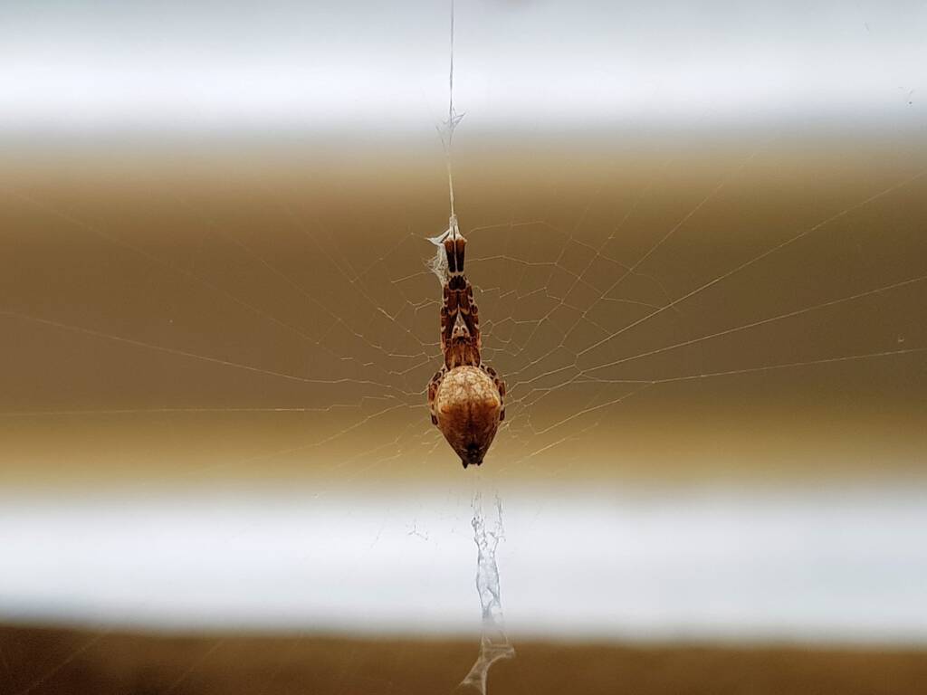 Cribellate Orb Weaver (family Uloboridae), Alice Springs NT