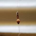 Cribellate Orb Weaver (family Uloboridae), Alice Springs NT