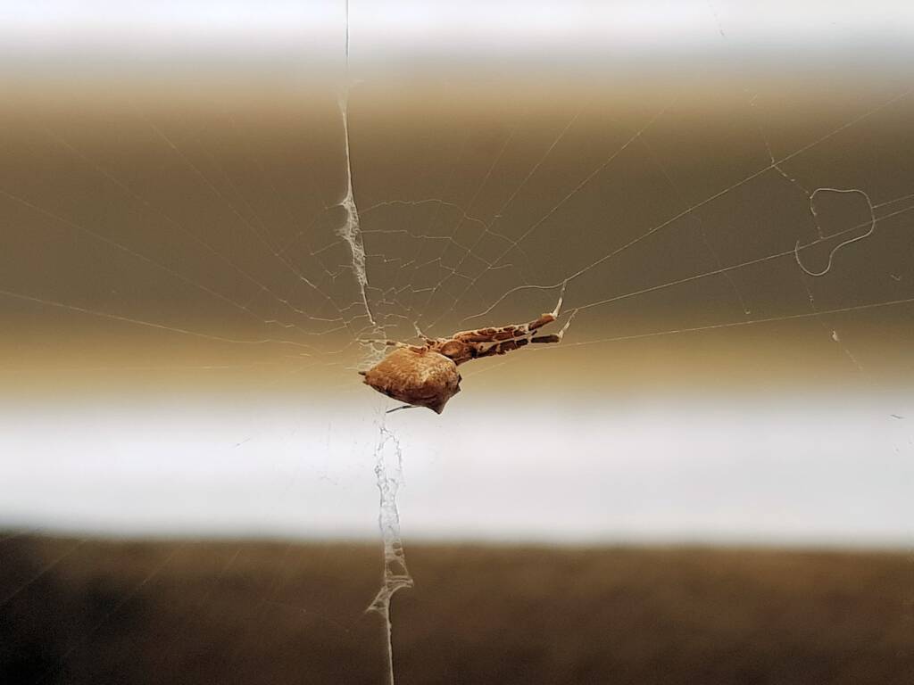 Cribellate Orb Weaver (family Uloboridae), Alice Springs NT