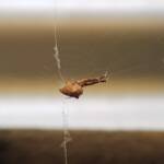 Cribellate Orb Weaver (family Uloboridae), Alice Springs NT