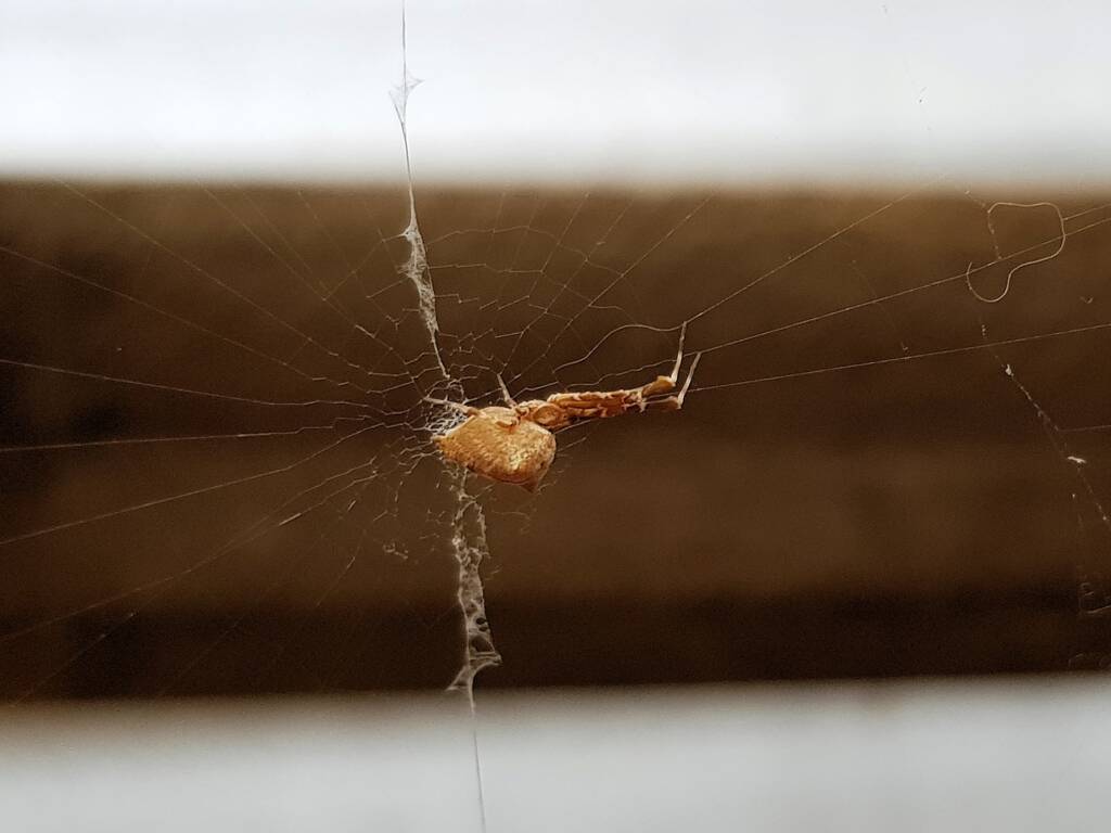 Cribellate Orb Weaver (family Uloboridae), Alice Springs NT