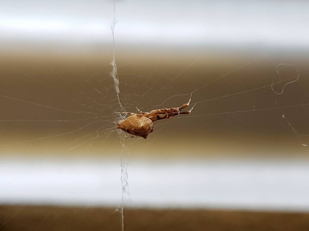 Cribellate Orb Weaver (family Uloboridae), Alice Springs NT