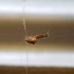 Cribellate Orb Weaver (family Uloboridae), Alice Springs NT