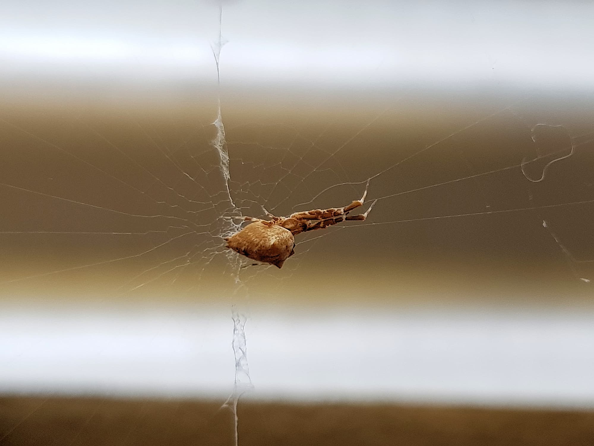 Cribellate Orb Weaver (family Uloboridae), Alice Springs NT