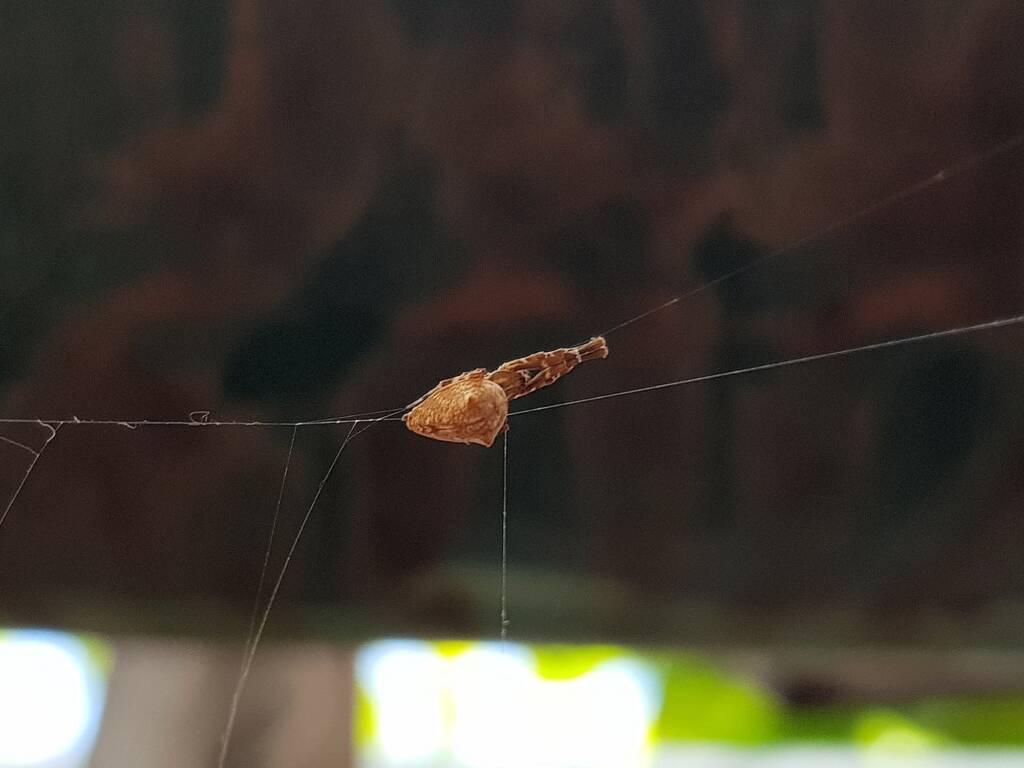 Cribellate Orb Weaver (family Uloboridae), Alice Springs NT