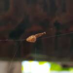 Cribellate Orb Weaver (family Uloboridae), Alice Springs NT