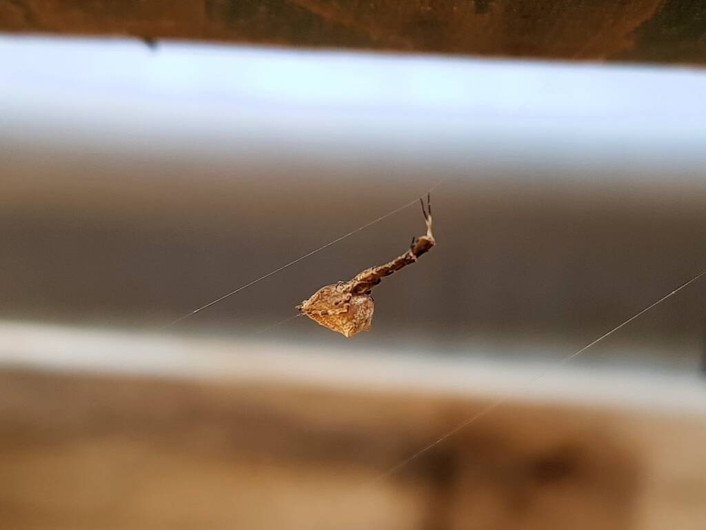 Cribellate Orb Weaver (family Uloboridae), Alice Springs NT