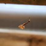 Cribellate Orb Weaver (family Uloboridae), Alice Springs NT