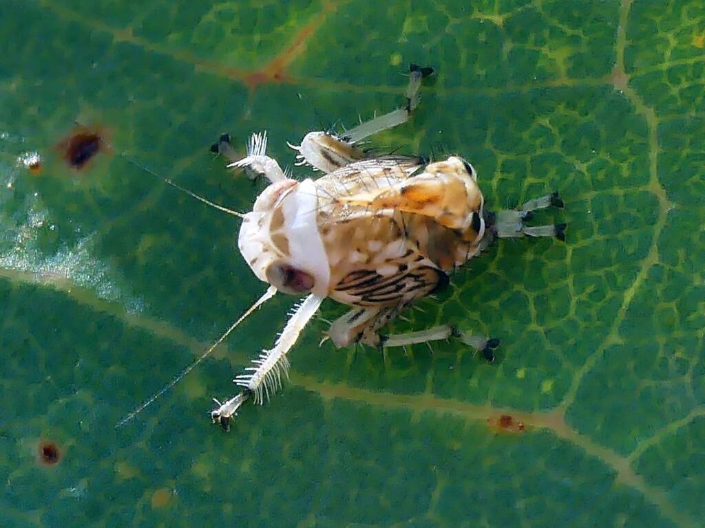 Yellow-headed Leafhopper (Brunotartessus fulvus), Belair SA © Marianne Broug