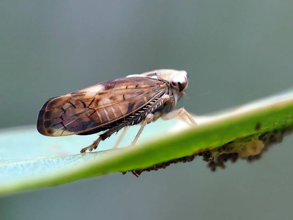Yellow-headed Leafhopper (Brunotartessus fulvus), Belair SA © Marianne Broug