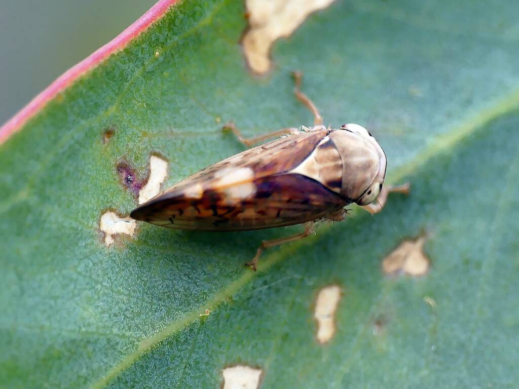 Yellow-headed Leafhopper (Brunotartessus fulvus), Belair SA © Marianne Broug