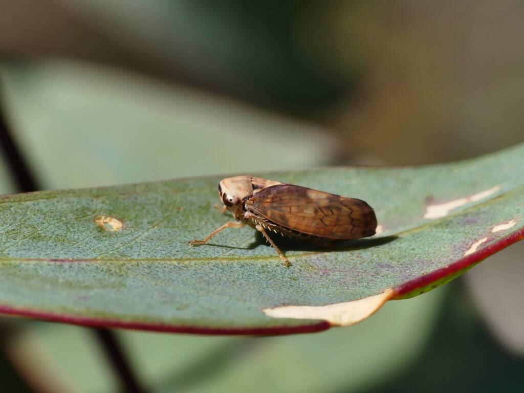 Yellow-headed Leafhopper (Brunotartessus fulvus), Belair SA © Marianne Broug