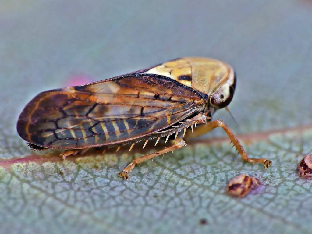 Yellow-headed Leafhopper (Brunotartessus fulvus), Belair SA © Marianne Broug
