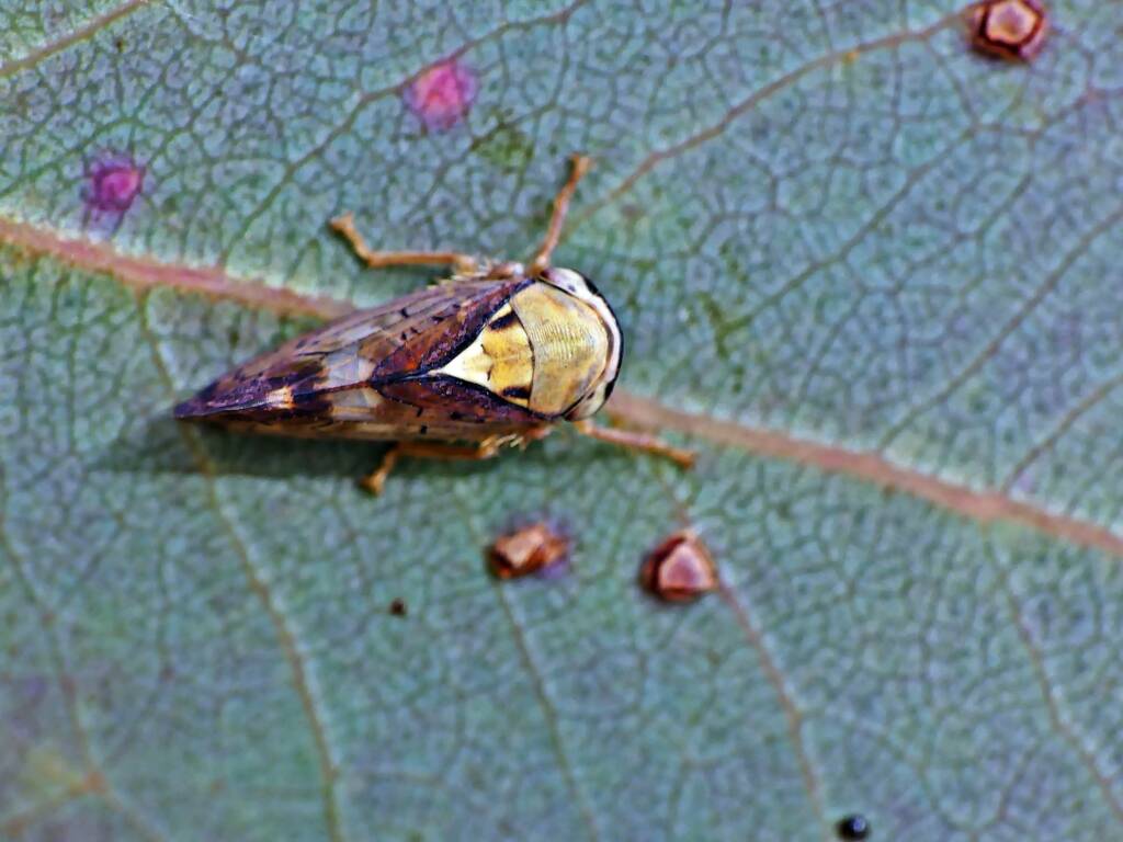Yellow-headed Leafhopper (Brunotartessus fulvus), Belair SA © Marianne Broug
