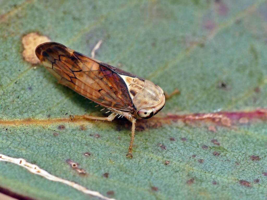 Yellow-headed Leafhopper (Brunotartessus fulvus), Belair SA © Marianne Broug
