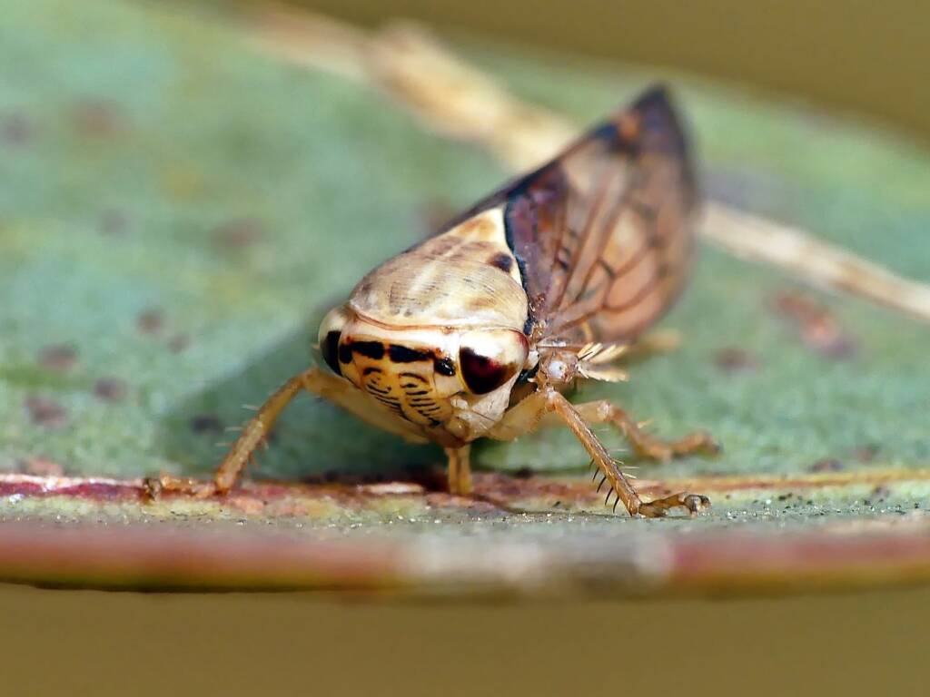 Yellow-headed Leafhopper (Brunotartessus fulvus), Belair SA © Marianne Broug