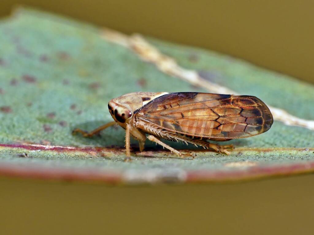 Yellow-headed Leafhopper (Brunotartessus fulvus), Belair SA © Marianne Broug