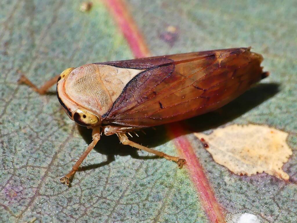 Yellow-headed Leafhopper (Brunotartessus fulvus), Belair SA © Marianne Broug