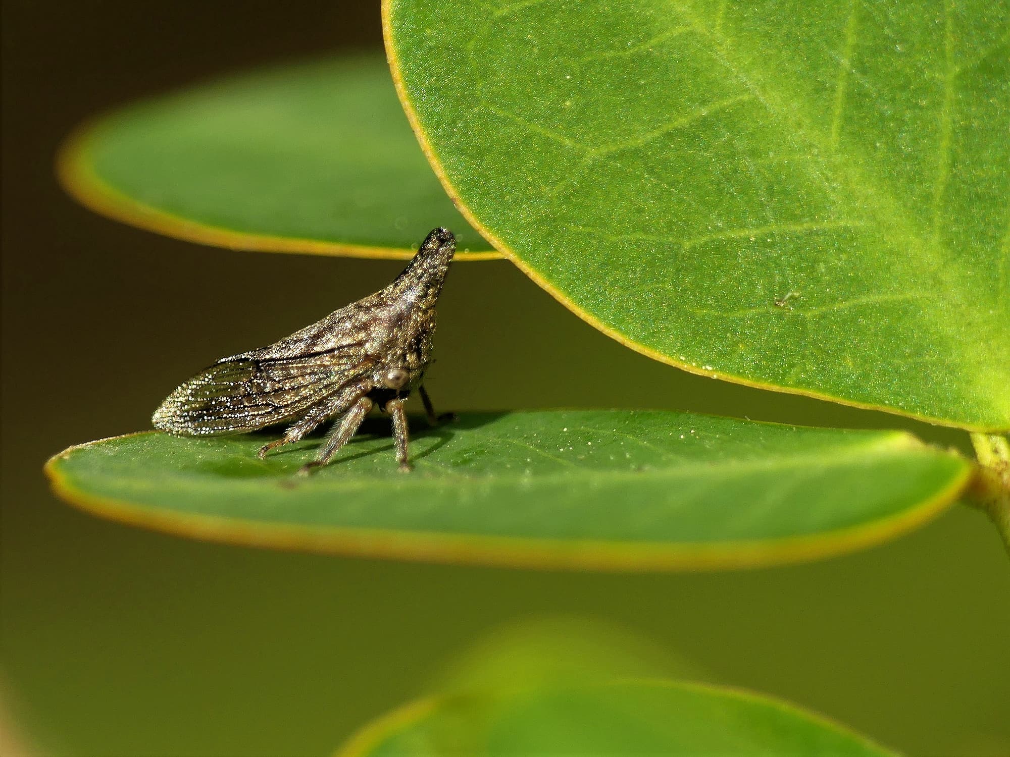Lantana Treehopper (Aconophora compressa), Gold Coast QLD © Stefan Jones