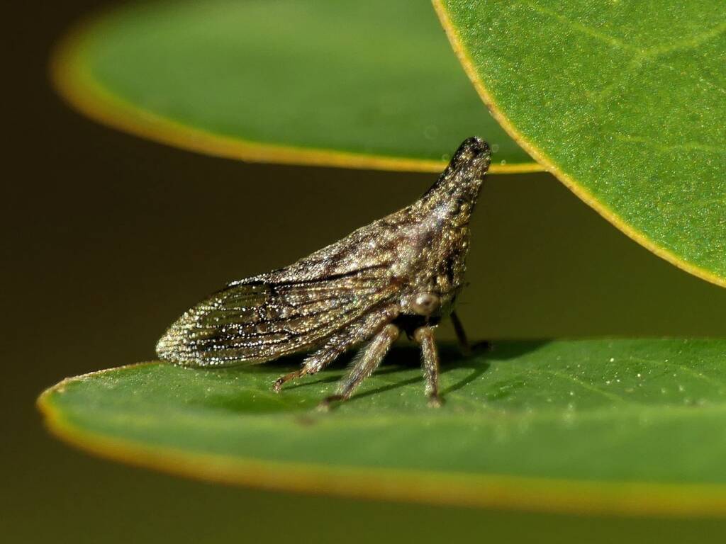 Lantana Treehopper (Aconophora compressa), Gold Coast QLD © Stefan Jones